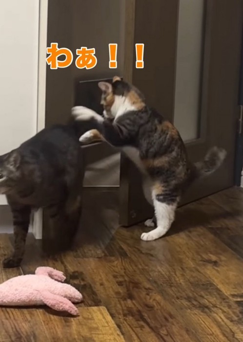 キジトラ猫に飛びかかるふりをする三毛猫