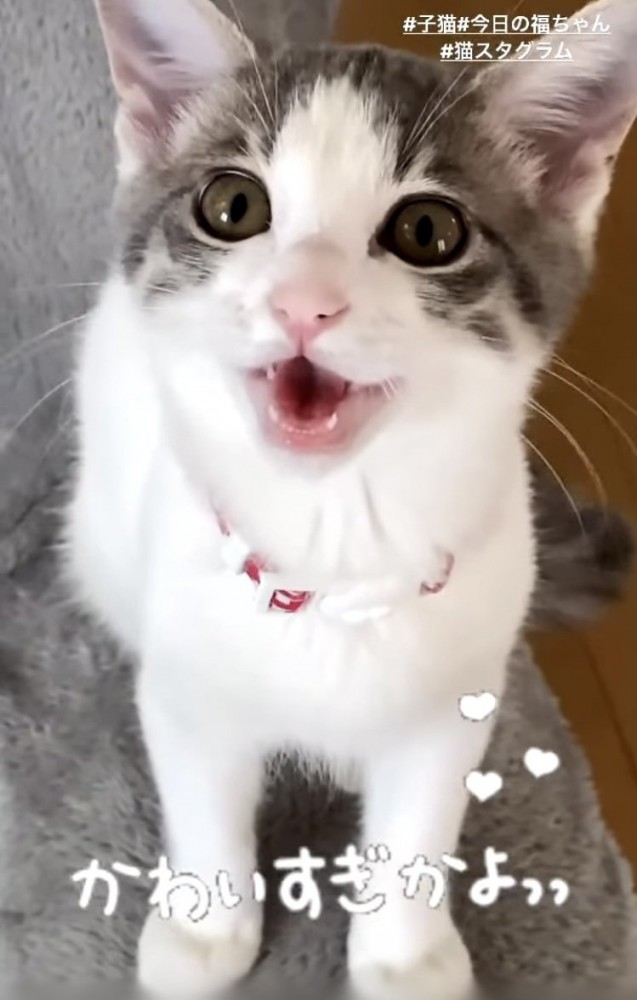 ママを見ながら鳴く子猫