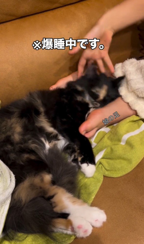 頭が再び沈み込んでいく猫