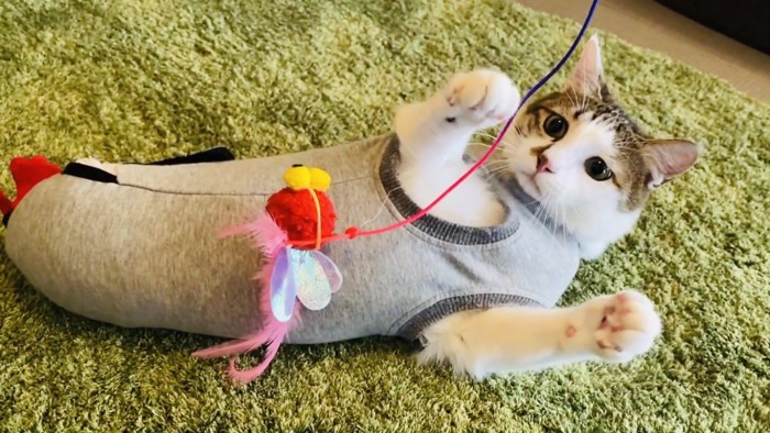 おもちゃで遊ぶキジ白猫