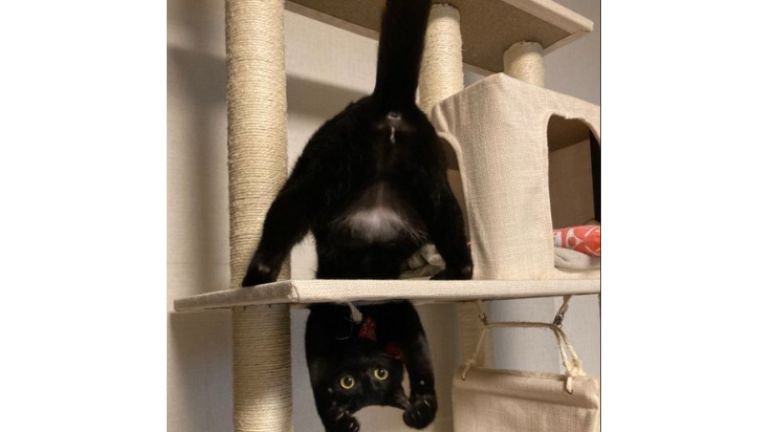 キャットタワーにいる猫