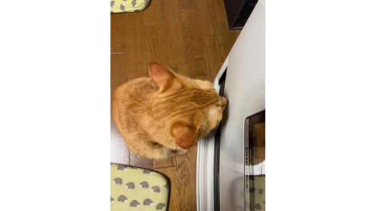 ファンヒーターと猫