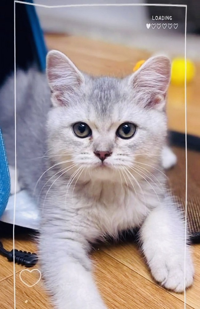 伏せしてカメラのほうを見る子猫