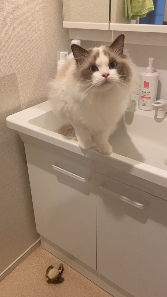 洗面台でお返事する猫さん