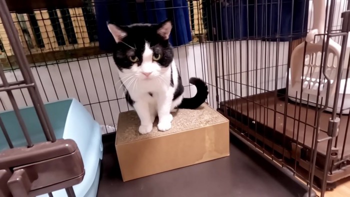 ケージ中の爪とぎに座るハチワレ