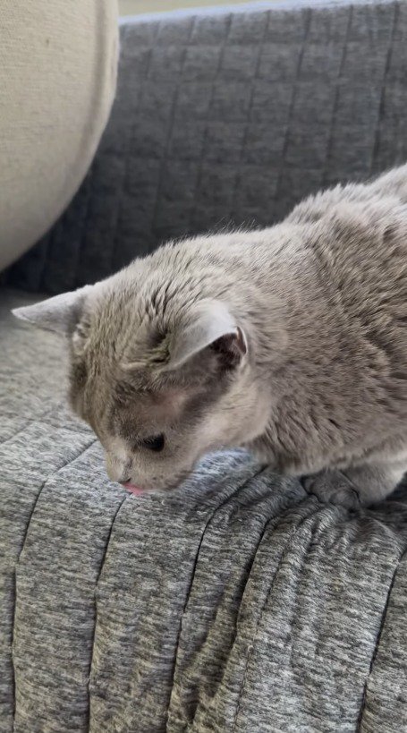 ソファの下に落ちた子猫を見て口元を舐める成猫