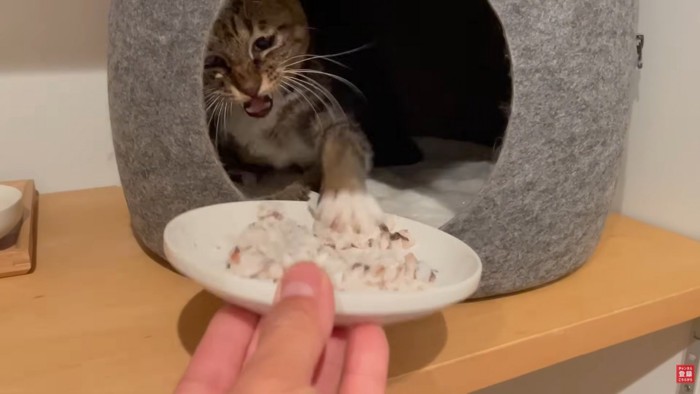 お皿にパンチする猫ちゃん