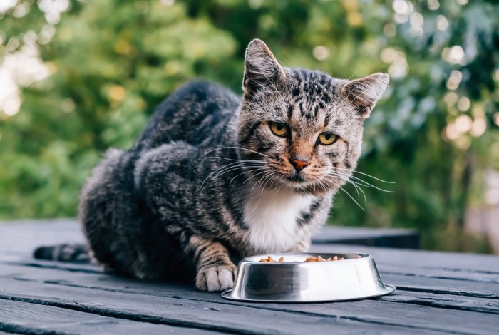 エサをもらう野良猫