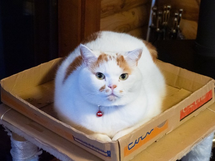 丸まっている猫