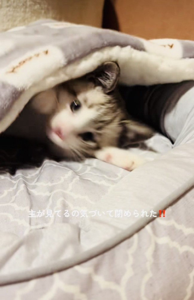 毛布に潜る子猫