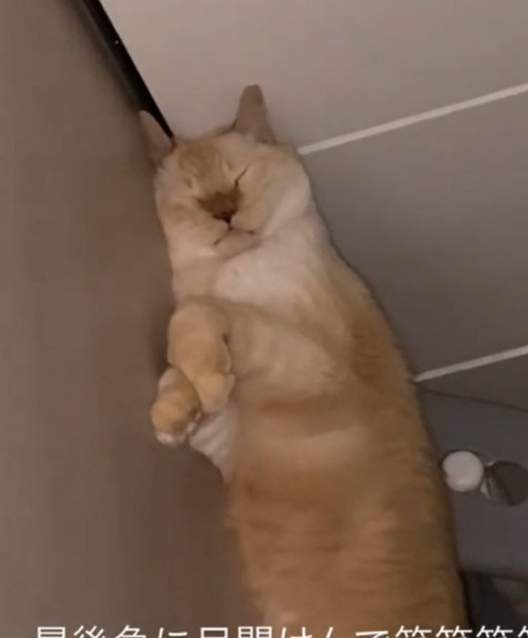 熟睡するここちゃん