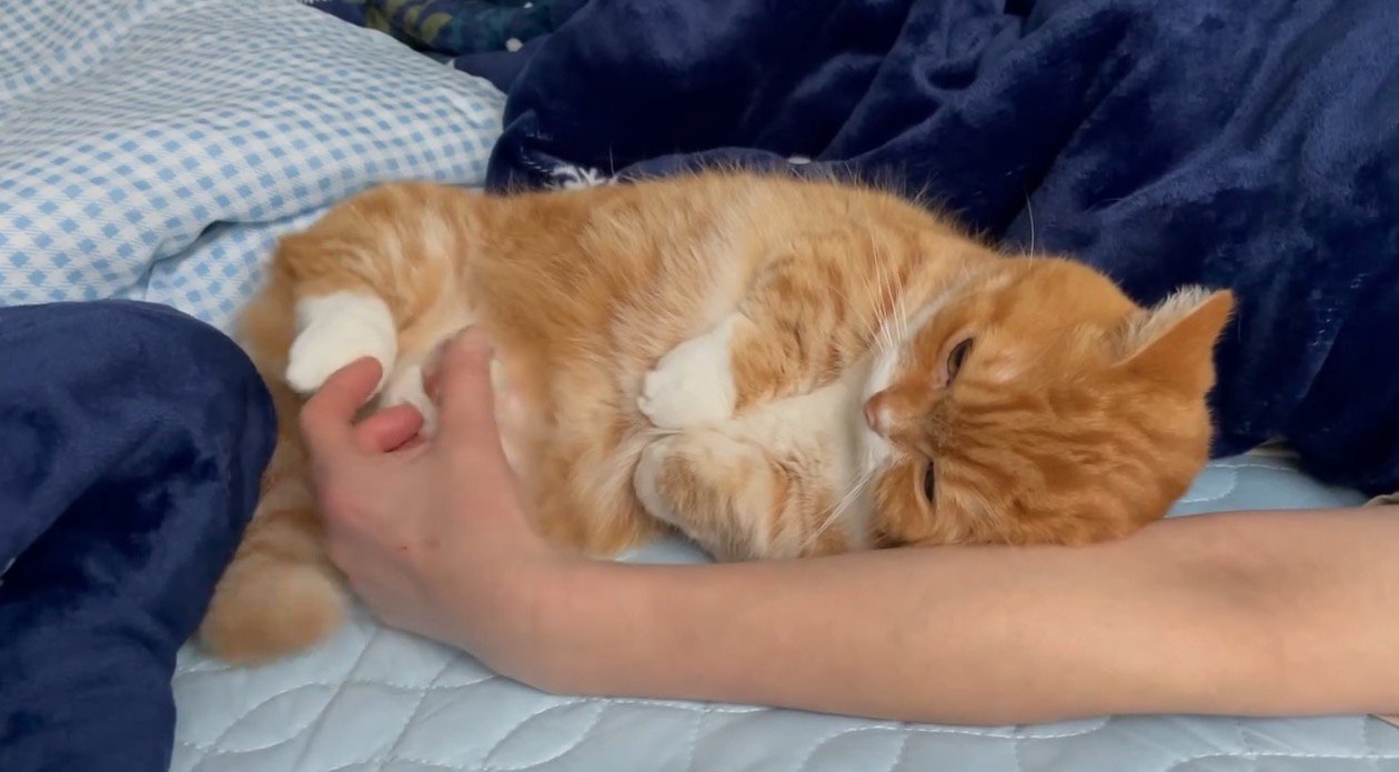 触られた足を体に引き寄せる猫