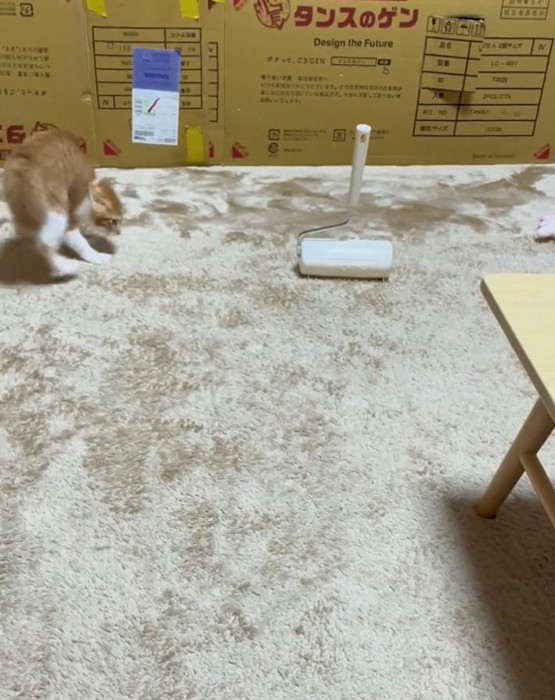 威嚇するみぃちゃん