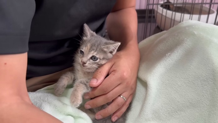 膝にのる三毛ちゃん