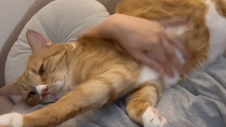 飼い主に甘える猫