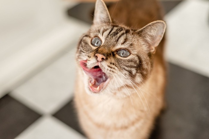 食後の猫