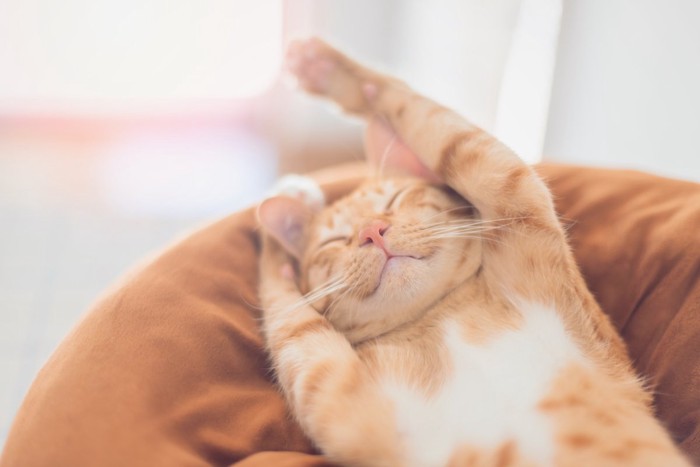 気持ちよさそうに伸びをする猫