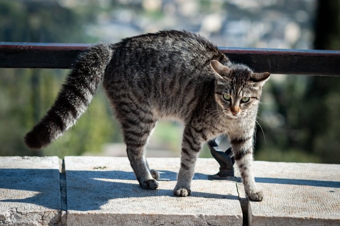 警戒している猫