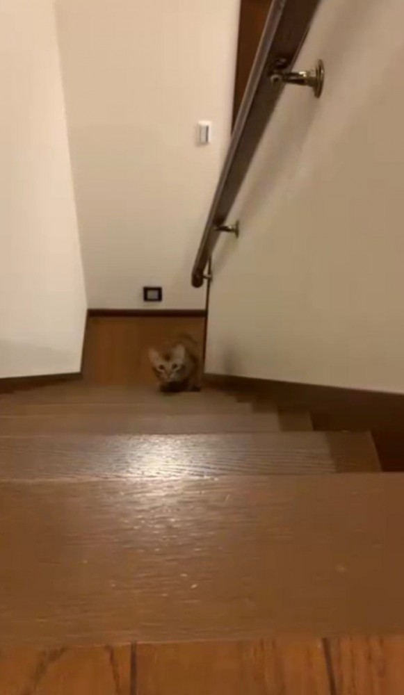 階段をのぼってくる猫3