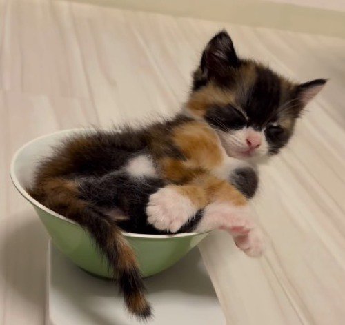 皿に乗って目を閉じる子猫