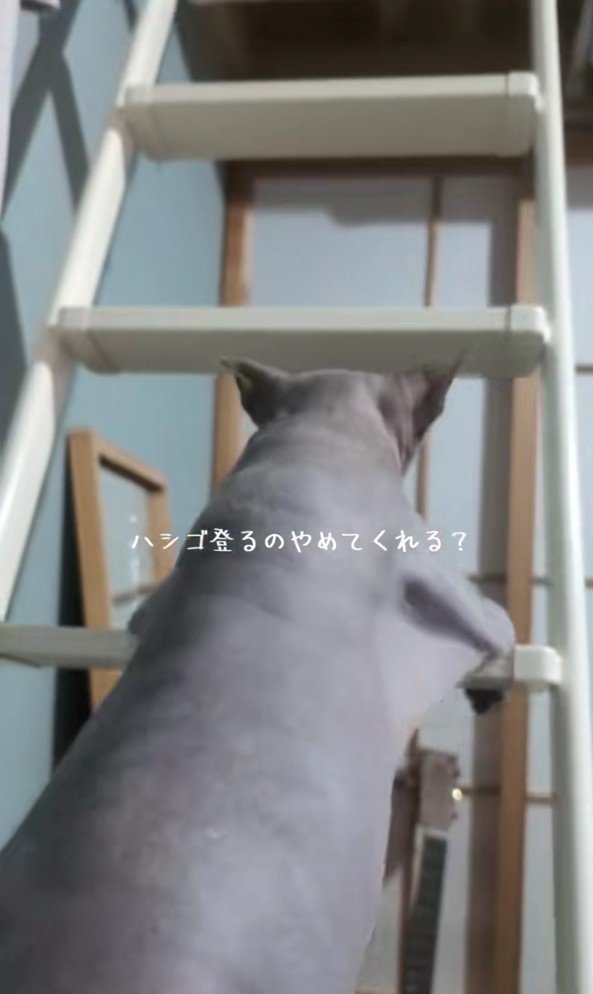 ハシゴを登るスフィンクス