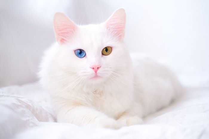 正面をジッと見つめるオッドアイの猫