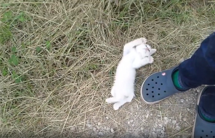 仰向けになる子猫