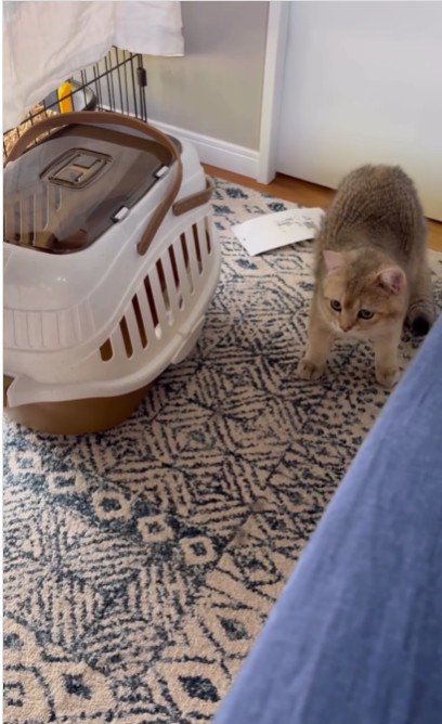 後ずさりをする猫