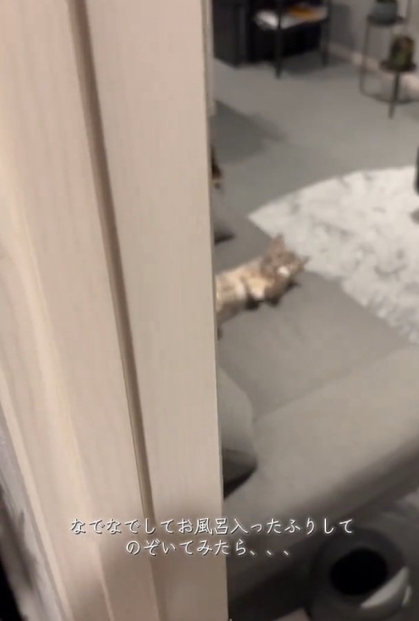 ソファに寝転がる猫