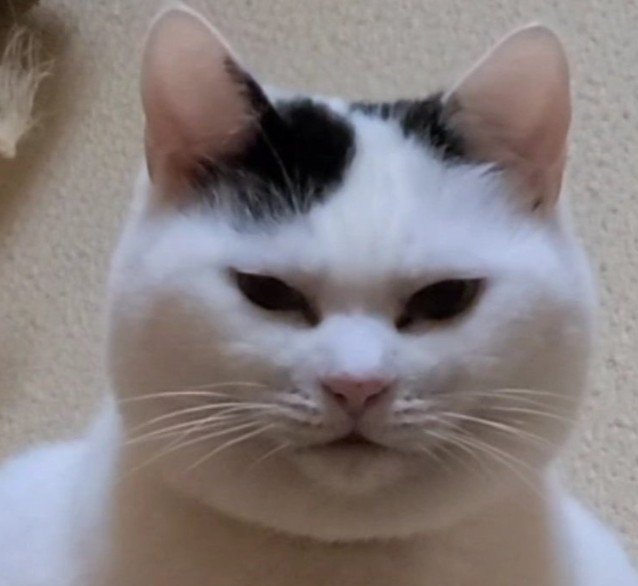 鋭い眼差しの猫