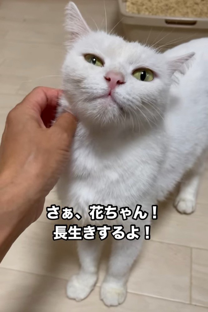 なでられる猫