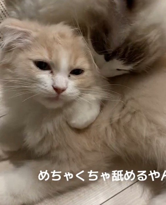 無表情な猫