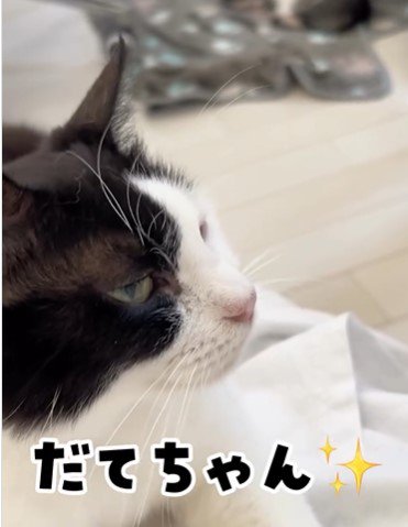 横を向く猫