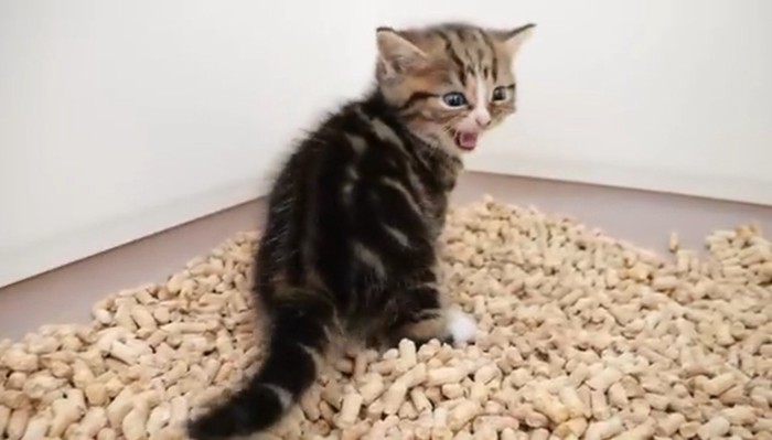 砂トイレにいる子猫3