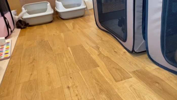 じゃれるふたり