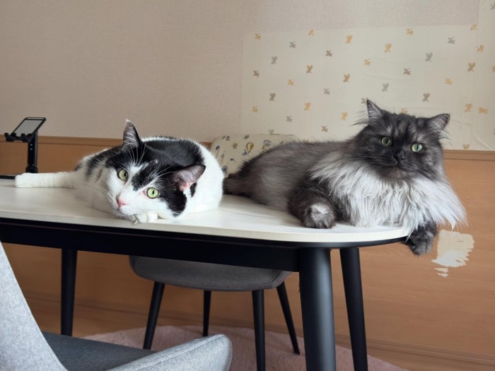 テーブルの上に乗る2匹の猫