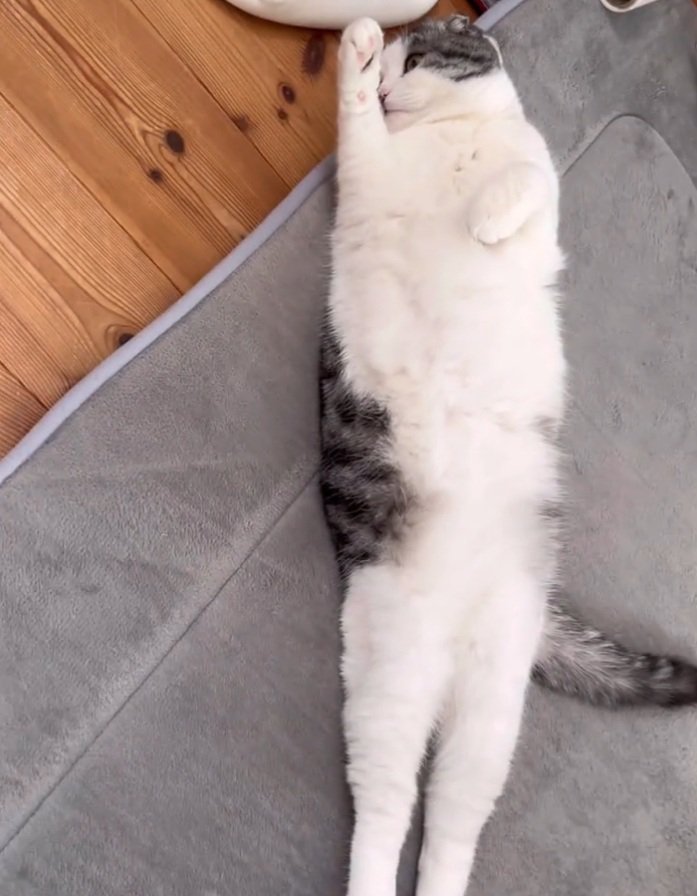 独特な寝姿の猫