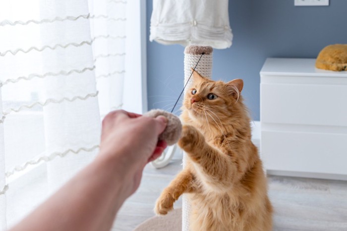 おもちゃで遊ぶ猫と飼い主