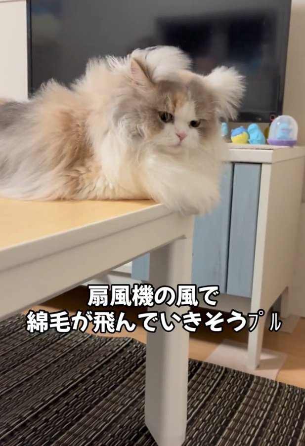 風にあおられる猫