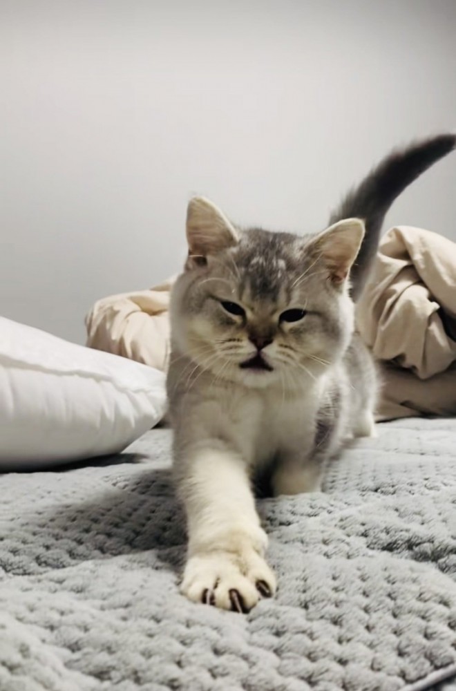 ベッドの上で伸びる子猫