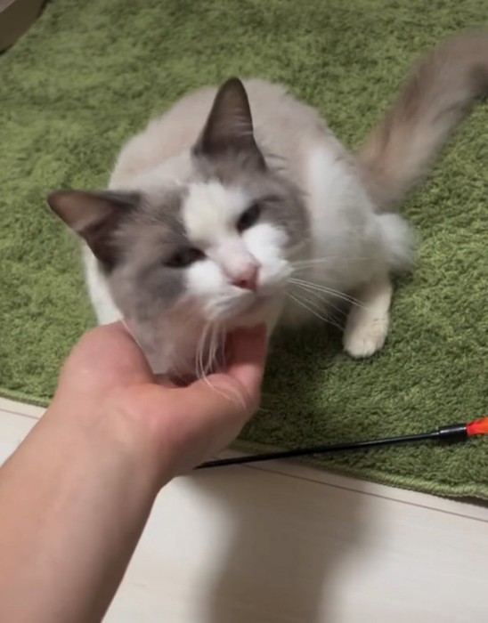 撫でてもらう猫