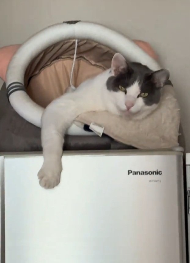 貫禄のある猫