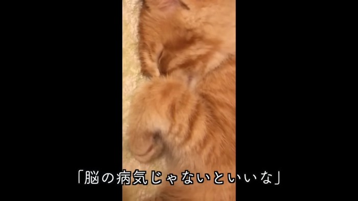 子猫の寝顔