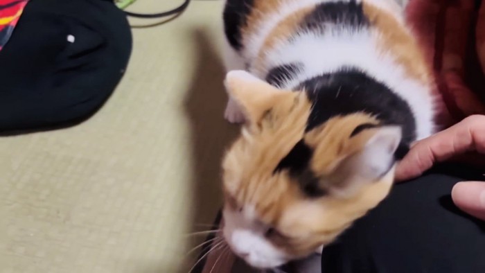 パパの膝に顔を擦り付ける三毛猫