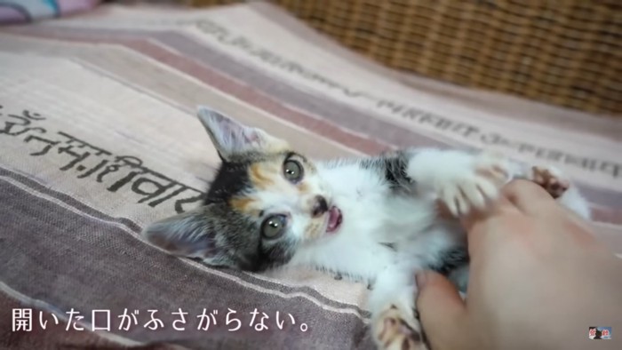 遊ぶ子猫