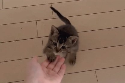 手に前足を乗せる子猫