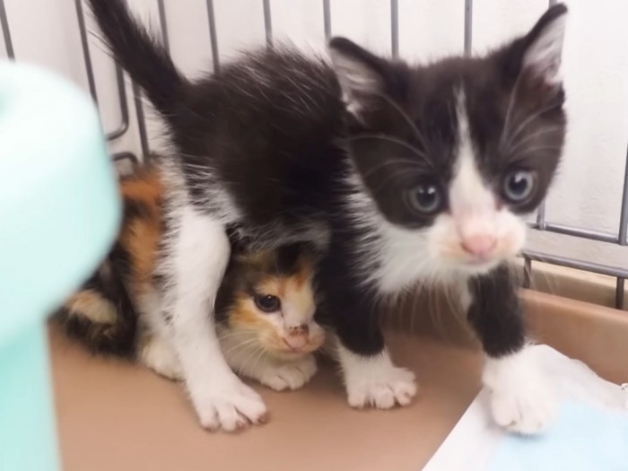 三毛猫の子猫を守る黒白子猫