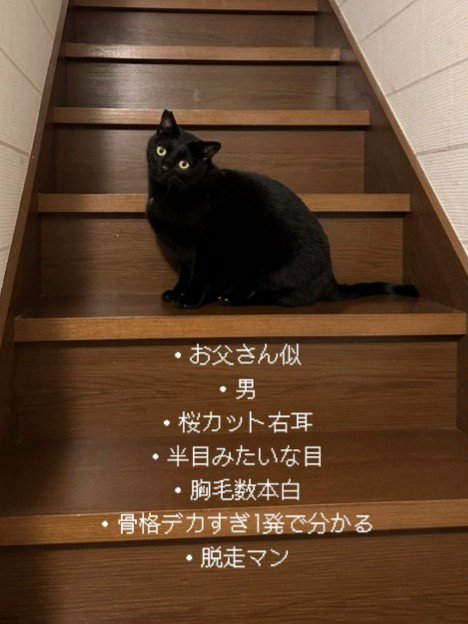 階段で座る猫