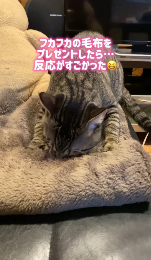 毛布に顔を埋めてフミフミする猫1