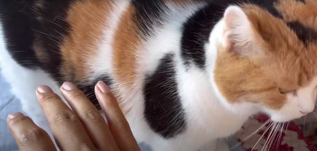 人に甘えている猫